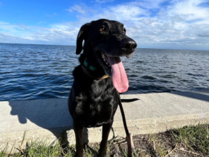 Dog at Northshore Park