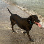 black dog playing in surf