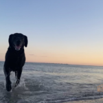 dog playing is surf at sunset