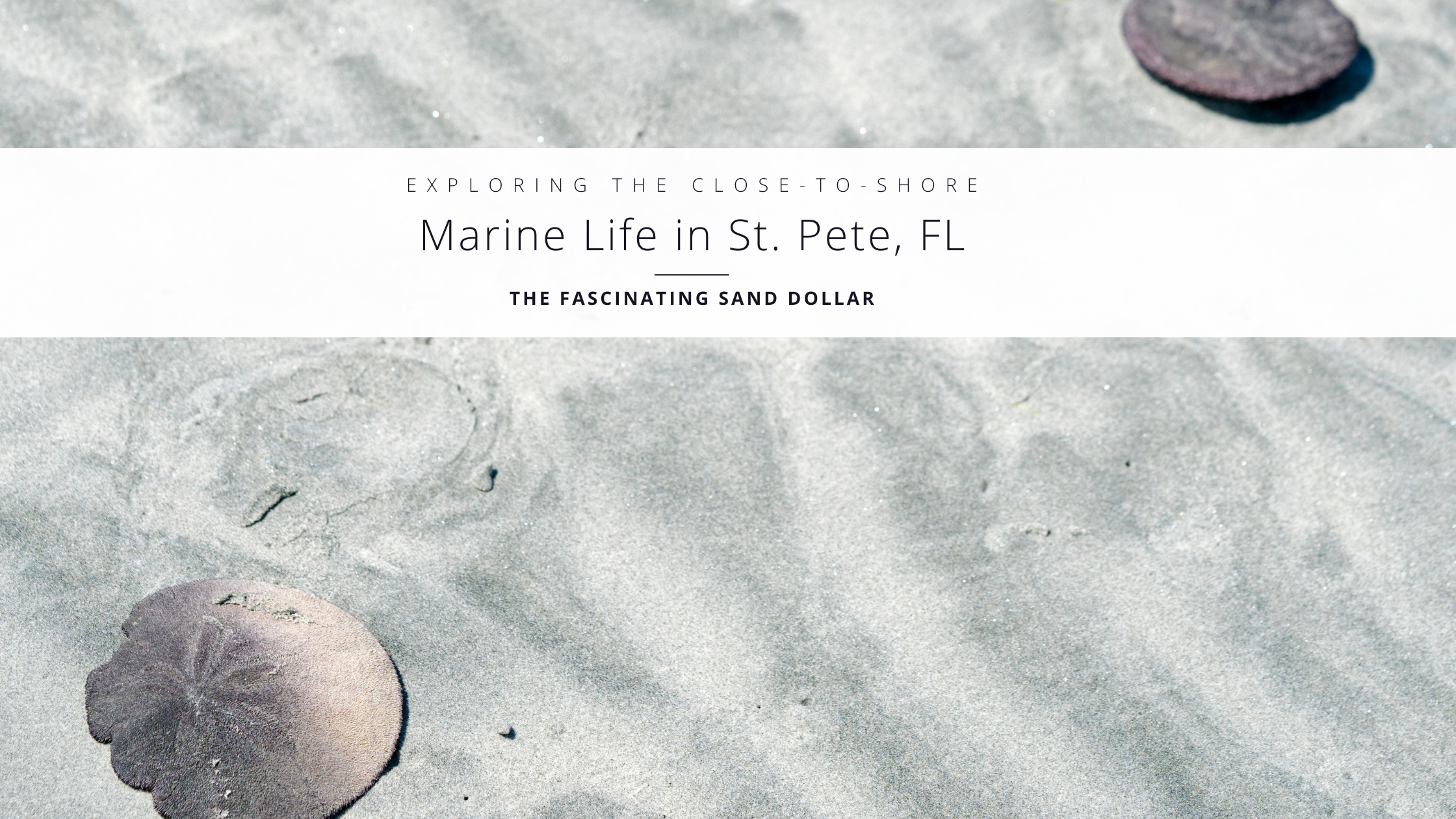 xploring the Close to Shore Marine Life in St. Pete, FL: The Fascinating Sand Dollar